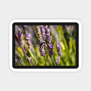 Bumblebee on lavender Magnet