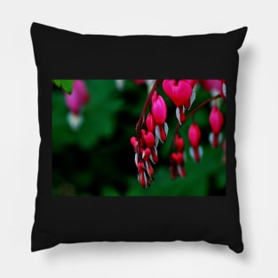 Lamprocapnos Spectabilis Pillow