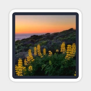 Sunset with yellow lupins Magnet