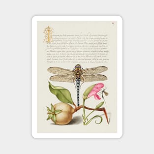 Antique 16th Century Calligraphy with Dragonfly and Flora Magnet