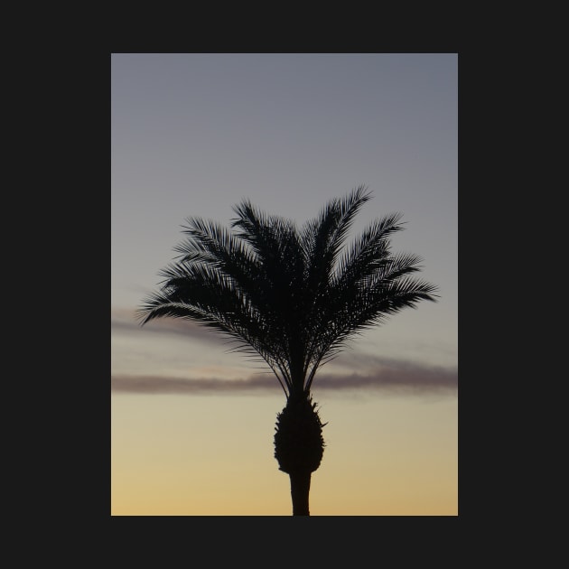 Single Palm Tree Silhouette at Sunset by Sandraartist