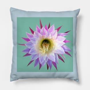 Cactus Flower on teal Pillow