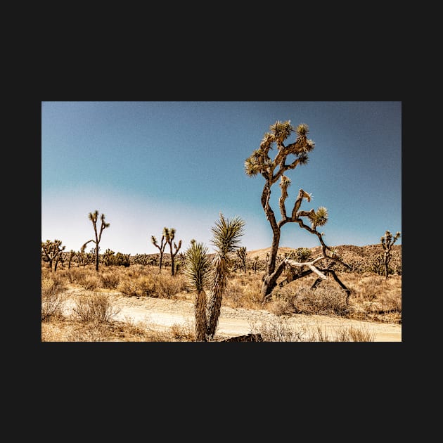 Joshua Tree National Park, California by Gestalt Imagery