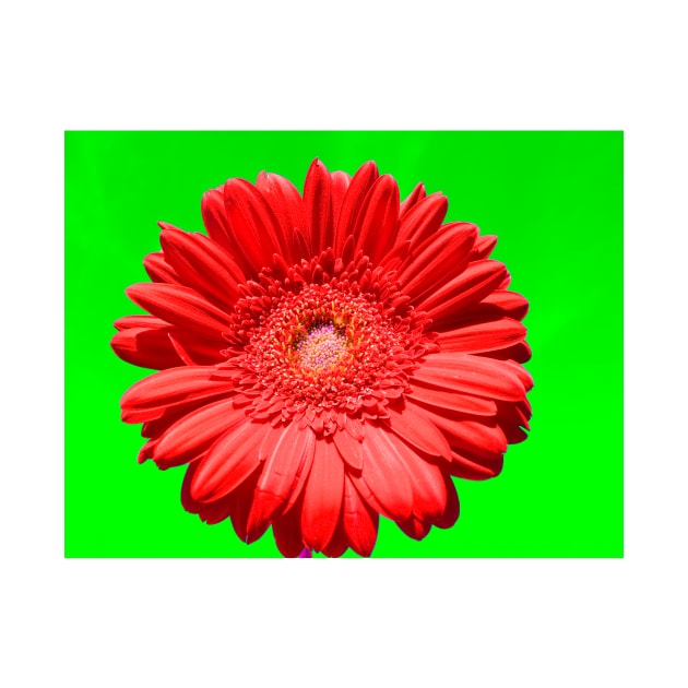 Red gerbera on green by IrinaAfonskaya