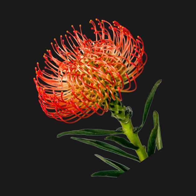 Bright Red Pincushion Protea by scotch