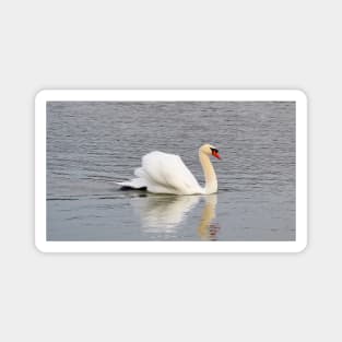 Mute Swan Swimming In The Water Magnet