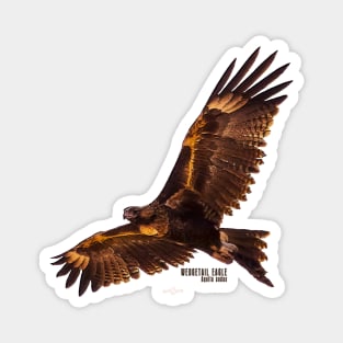 Wedgetail Eagle_03C Magnet