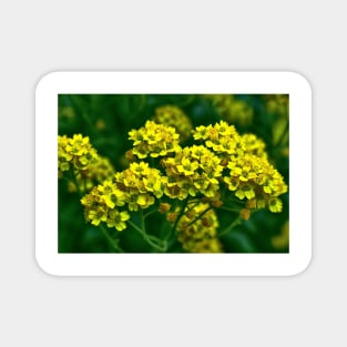 Golden Alyssum Magnet