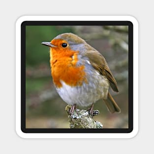 Red Red Robin Magnet