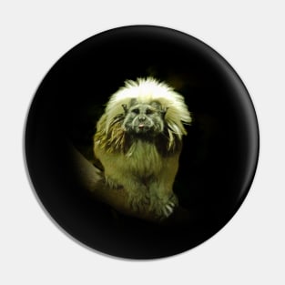 Cotton-top tamarin Pin