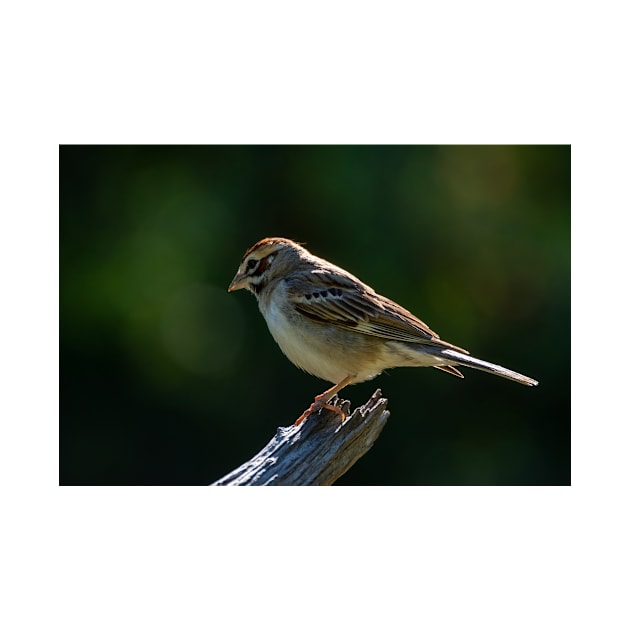 Lark Sparrow Early Morning by Debra Martz