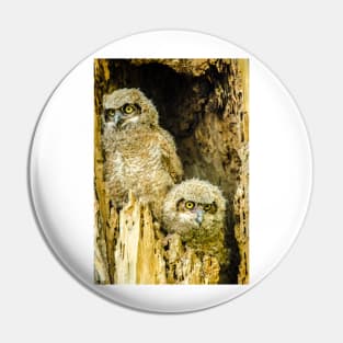 Baby Great Horned Owl Siblings Pin