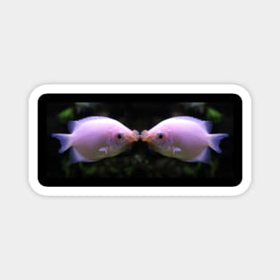 Give Me A Kiss - Kissing Fish Magnet
