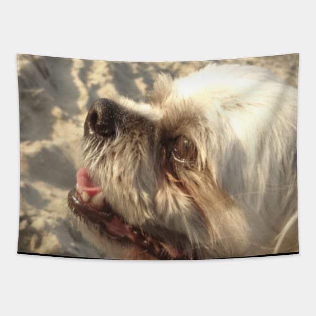 Beautiful photo of shih tzu dog on a beach while smiling Tapestry by Annalisseart24