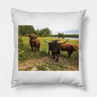 Scottish Highland Cattle Bulls 2090 Pillow