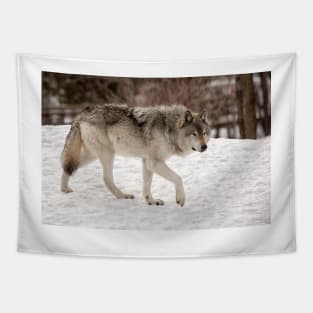 Prowling Wolf Tapestry