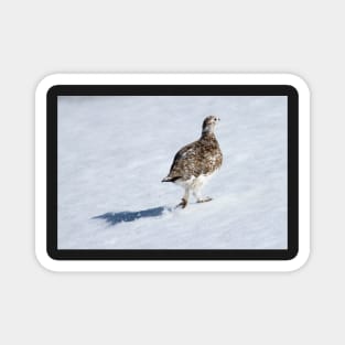 Ptarmigan Magnet