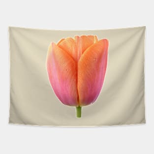 Tulipa  &#39;Orange Dynasty&#39;    Triumph Tulip Tapestry