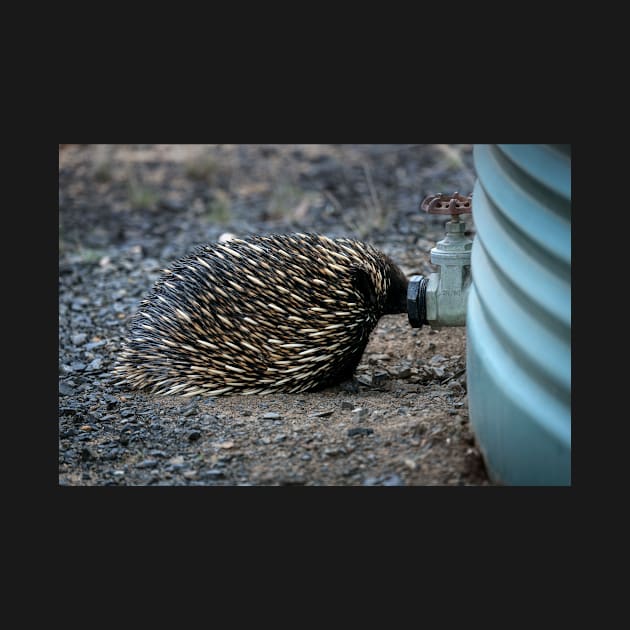 Thirsty Echidna by Bevlyn