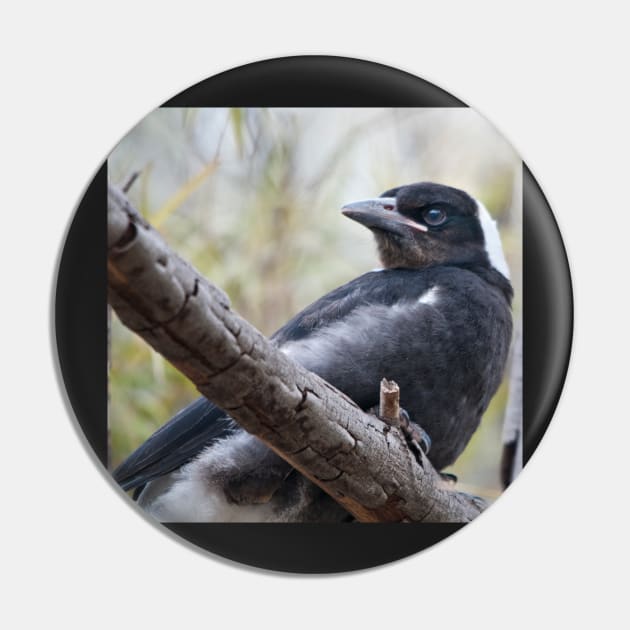 Baby Magpie 1 Pin by fotoWerner