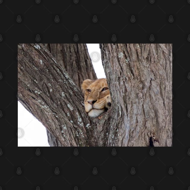 Young Masai Lion on a Tree by yairkarelic