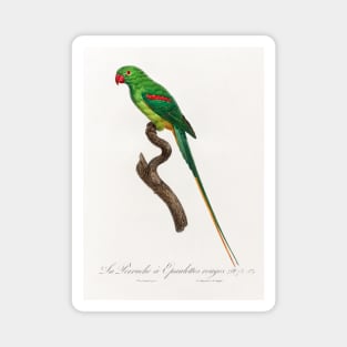 The Alexandrine Parakeet from Natural History of Parrots (1801—1805) by Francois Levaillant Magnet