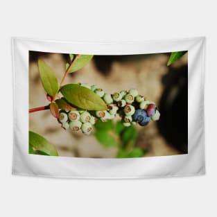 Ripening Blueberries Tapestry