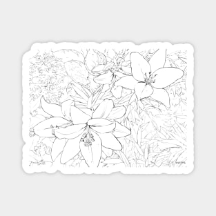 Asiatic Lilies Magnet