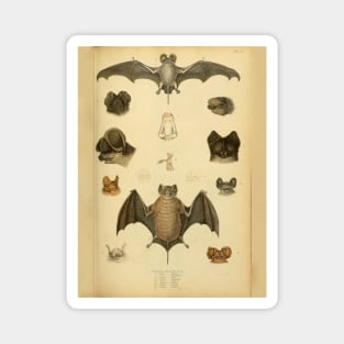 Bat 2 Bull Dog Bats Vintage Wildlife Illustration Magnet