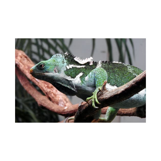 Fijian Crested Iguana by kirstybush