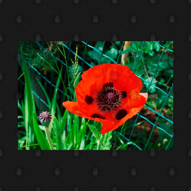 Giant Red Poppy by jojobob