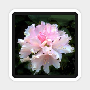 Pink flower, Rhododendron Magnet
