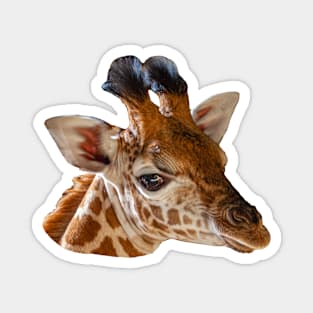 Baby Giraffe head Magnet