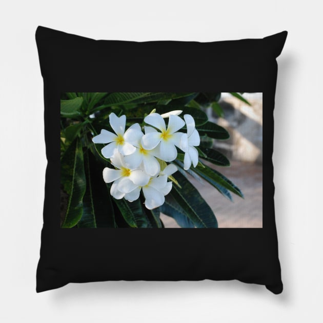 Frangipani or Yellow and White Plumeria flowers, Barbados, WI Pillow by zwrr16