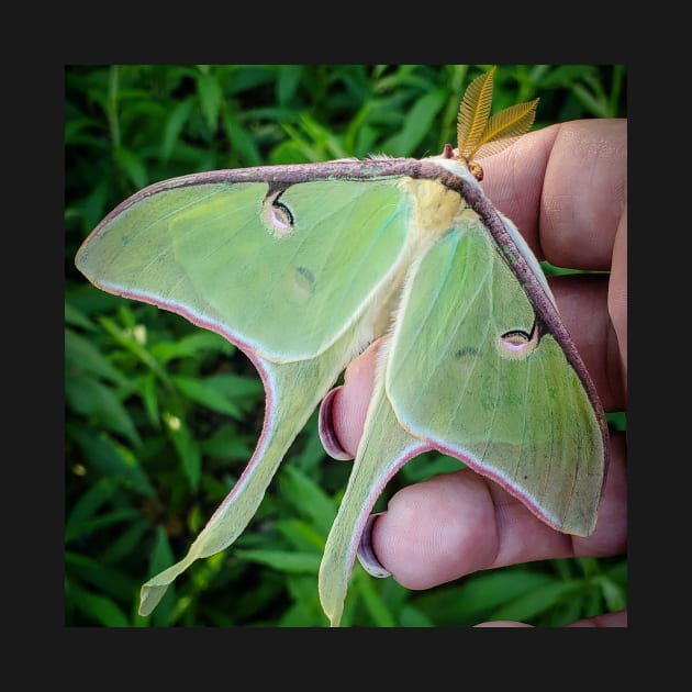 Luna Moth Friend by BellusBestia