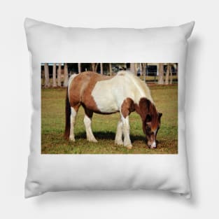 American Paint Horse Pillow