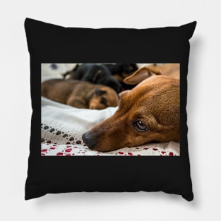 Red Miniature Pinscher mother with puppies. Pillow