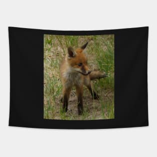 Fox Cub - Magpie Springs - Adelaide Hills Wine Region - Fleurieu Peninsula - South Australia Tapestry