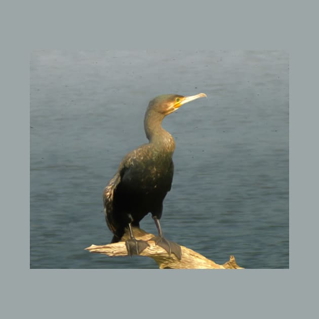 Cormorant by Guardi