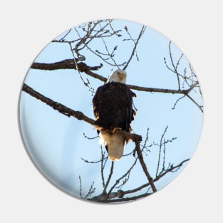 Bald Eagle Pin