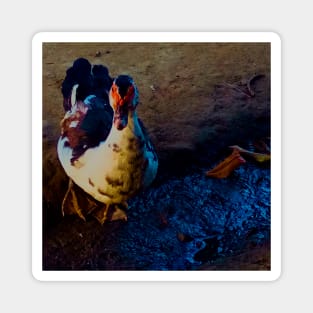 Duck Walking on Mud Ground Magnet