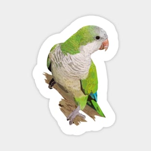 Argentine Parakeet Magnet