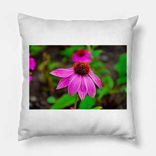 Purple Coneflower Pillow