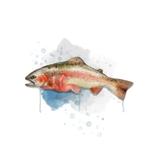 Rainbow Trout T-Shirt