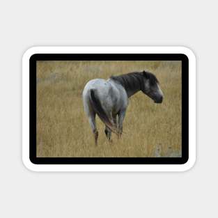 Wild Grey Stallion Magnet