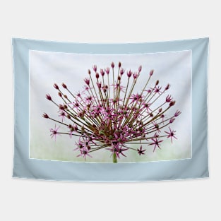 Allium  &#39;Spider&#39;  Ornamental onion Tapestry