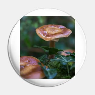 Beautiful watery mushrooms in a bed of green muss in a forest. Pin