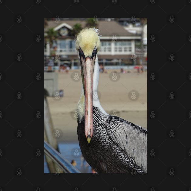 Pelican Eye to Eye by AH64D