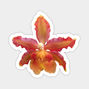 orchid floral blooming orchids flower Magnet