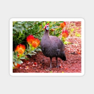 Guineafowl & Protea flowers, Kirstenbosch National Botanical Garden, Cape Town, South Africa Magnet